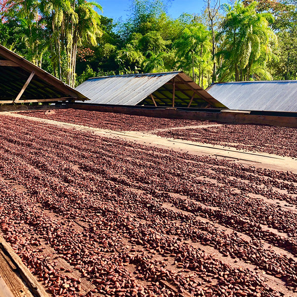 cocoa beans in the fermentation process