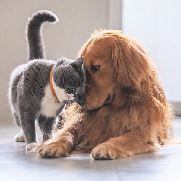image of cat and dog cuddling